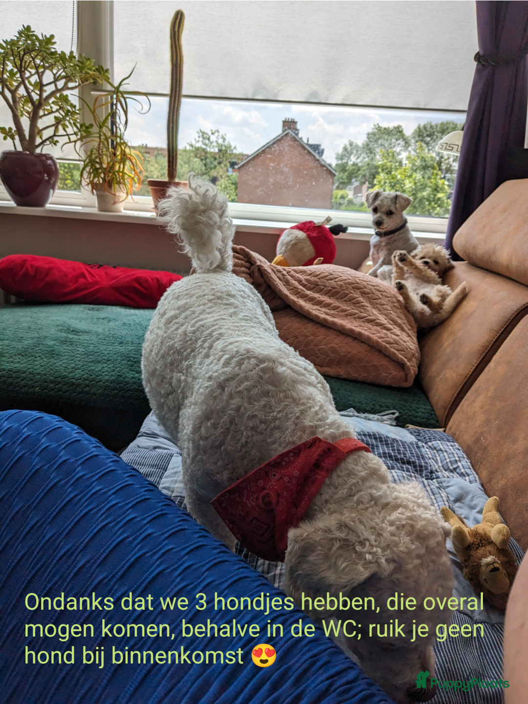 Maltipoo honden te koop: Maltipoo F1b worden rond kerst geboren 🥰 !  - Advertentie 15