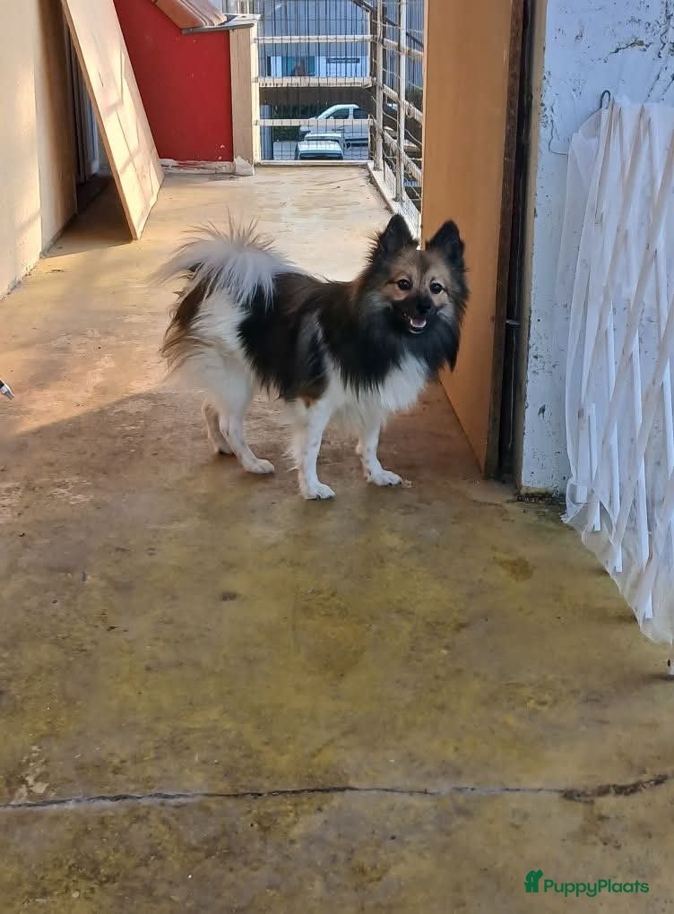 Keeshond honden Keep pomeranian spitse - Advertentie 1