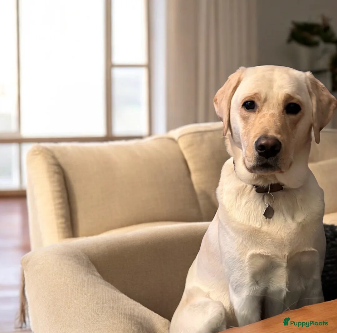 Labrador Retriever honden te koop: Aankondiging Labrador nestje – week van 9 februari - Advertentie 3