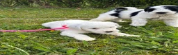 Tibetaanse Terriër honden te koop: Tibetaanse terrier teefje 🩷 - Advertentie 7