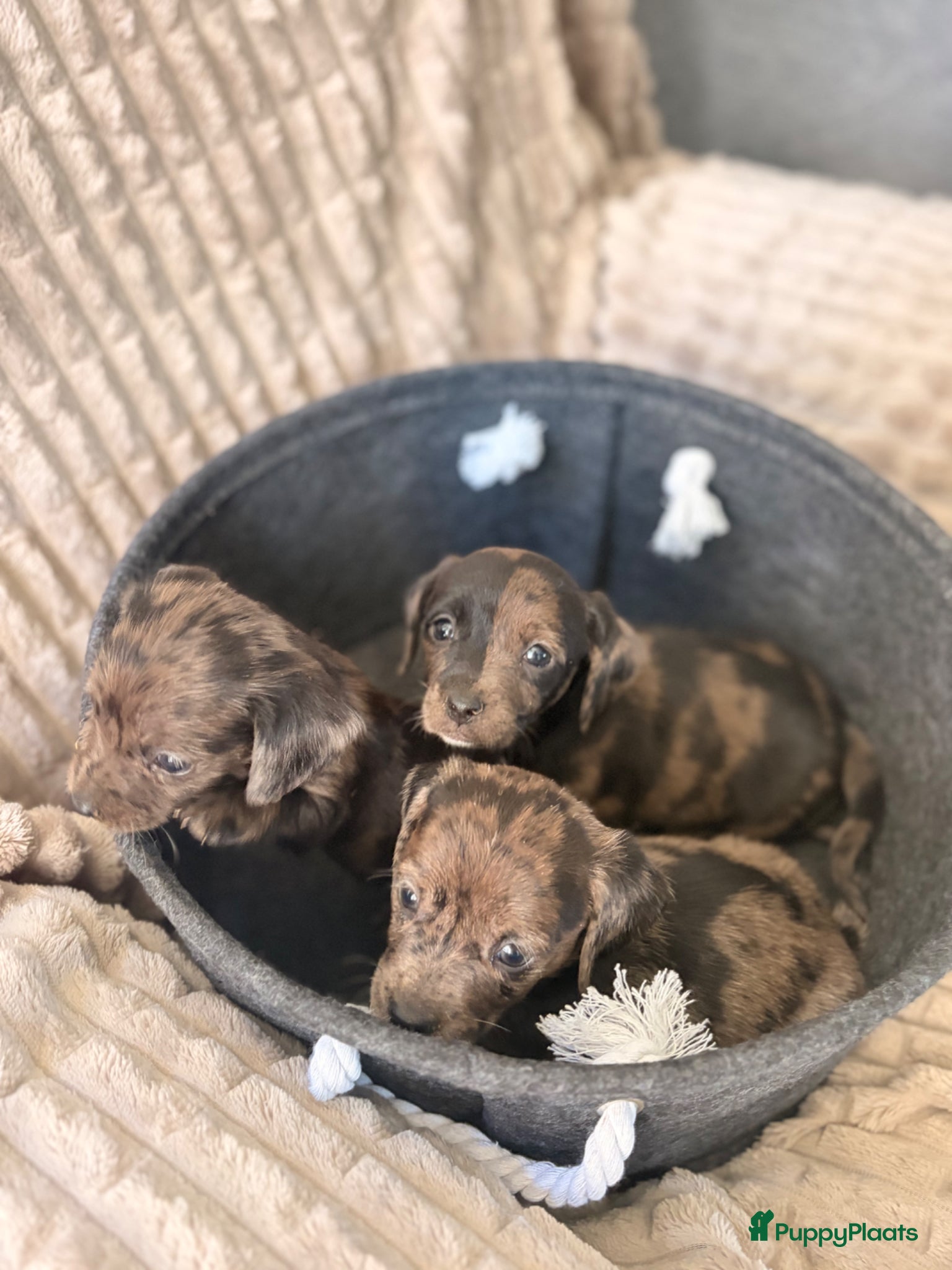 Teckel (korthaar)  honden Dwerg teckel pups Klaar voor hun nieuwe 4ever home - Advertentie 1