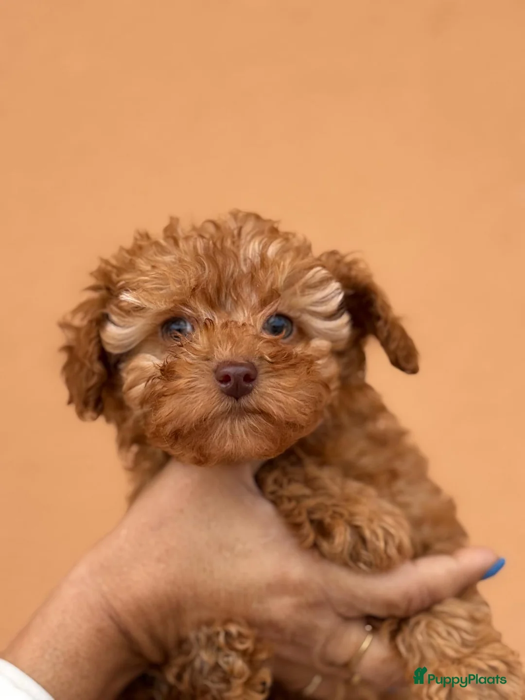 Poedel Toy honden te koop: Toypoedel toy poedel - Advertentie 5