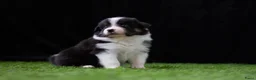 Border Collie honden te koop: Border collie pups met FCI stamboom - Advertentie 7