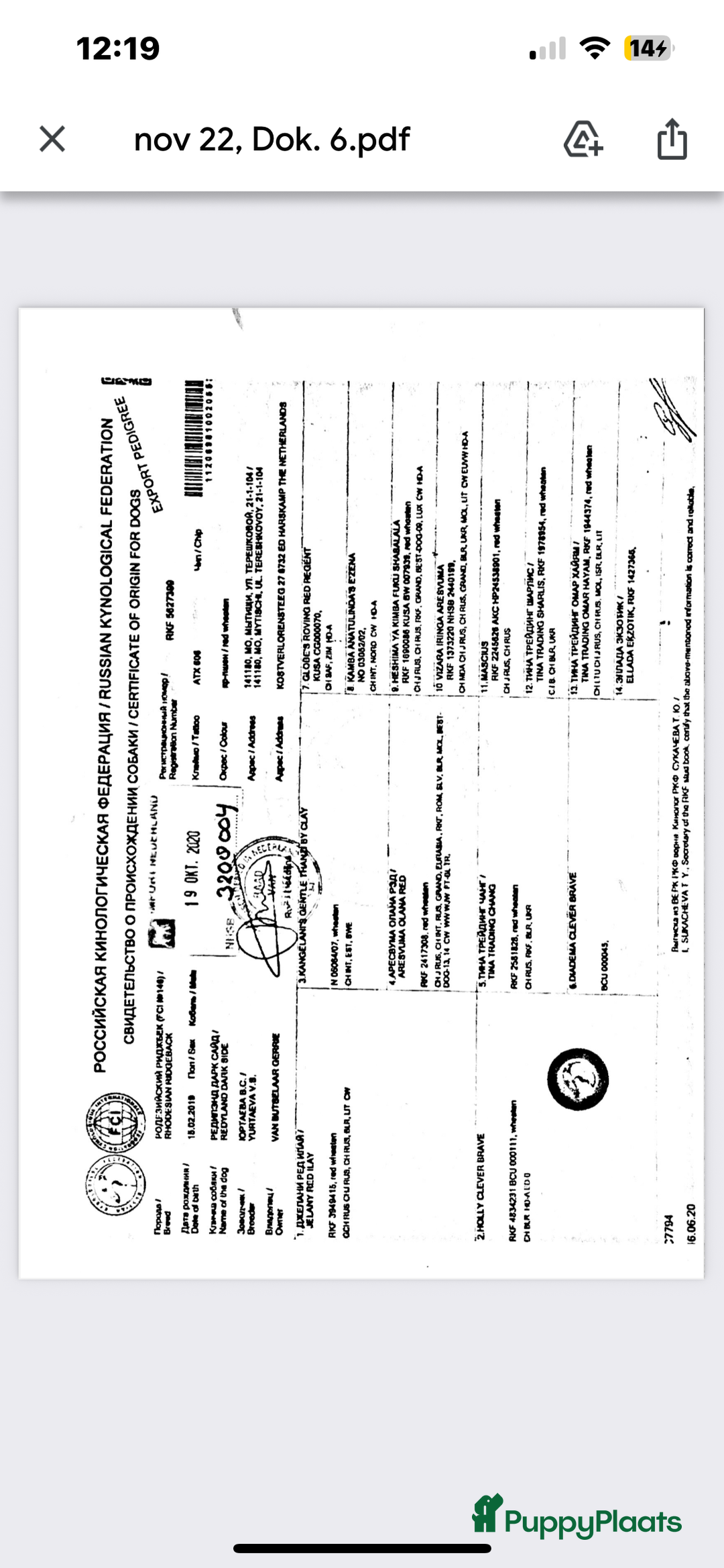 Rhodesian Ridgeback honden te koop: Rhodesian Ridgeback 7 reutjes geboren - Advertentie 27