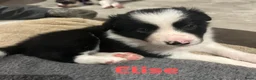 Border Collie honden te koop: Border collie puppy's in Oude Pekela - Advertentie 8