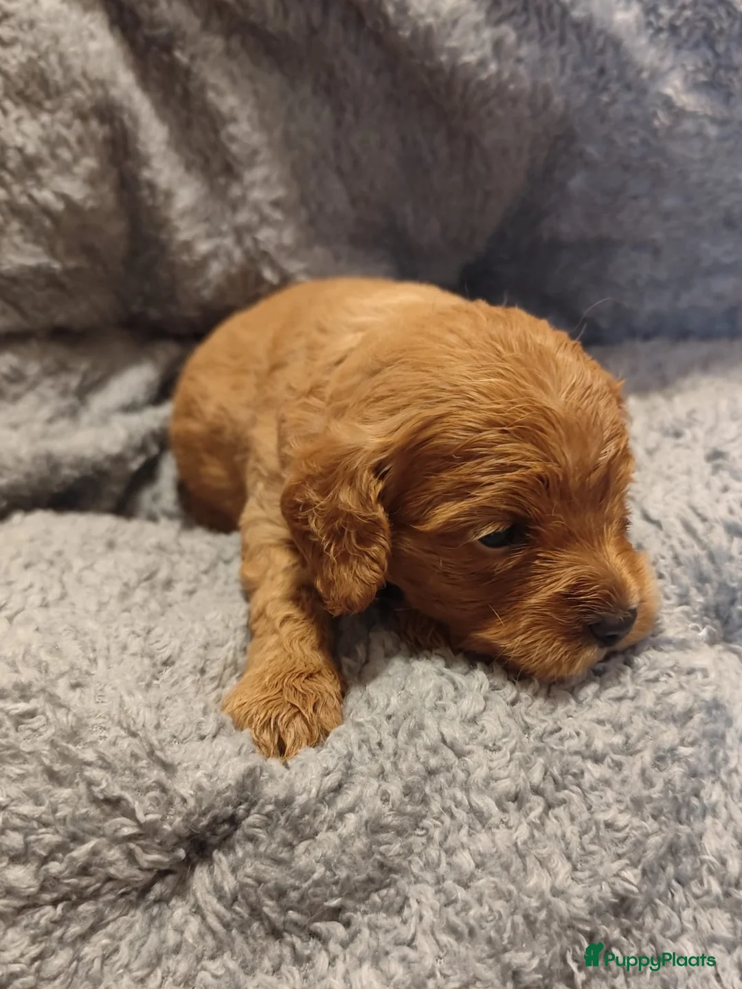 Cavapoo honden te koop: Laatste cavapoo pup teefje beschikbaar  - Advertentie 2
