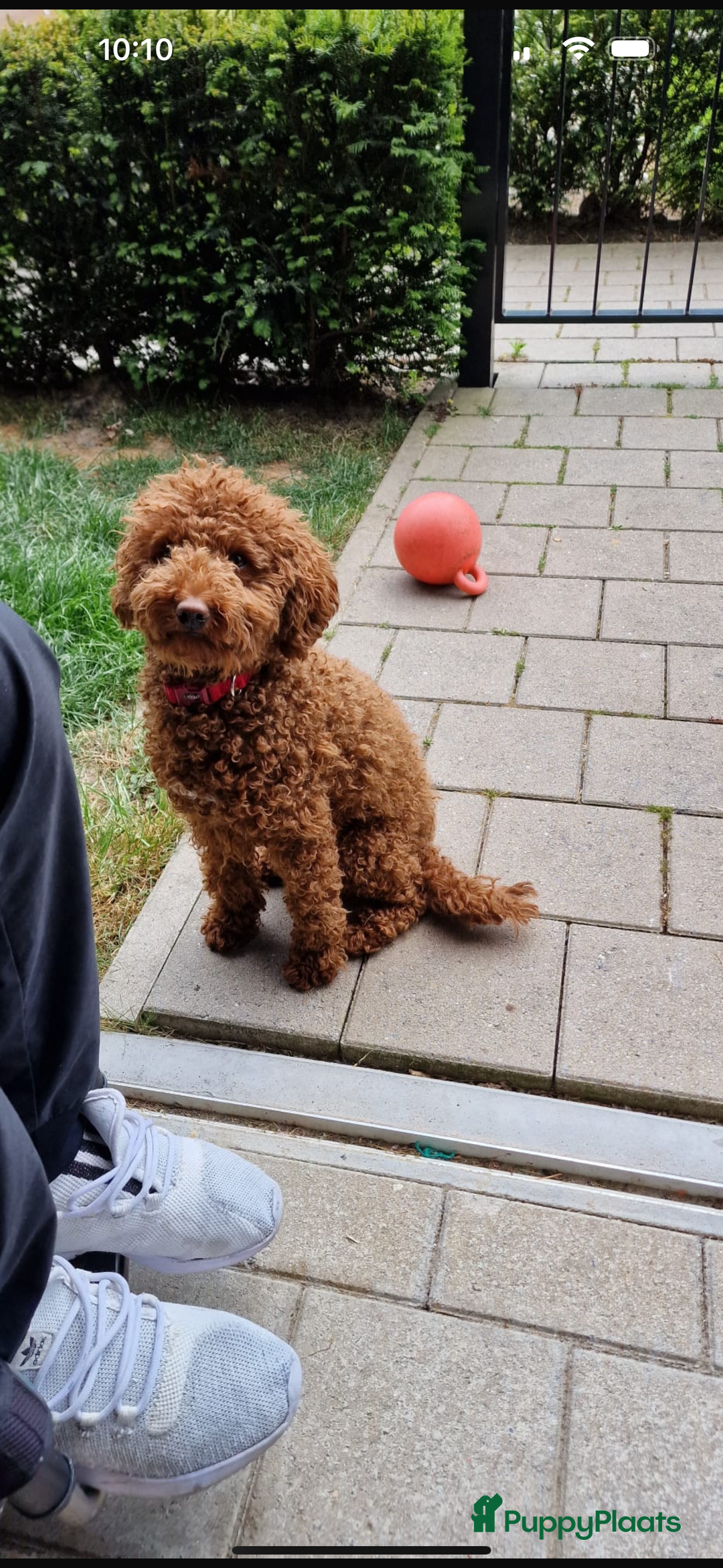 Dwergpoedel honden te koop: Poedel abrikoos - Advertentie 5