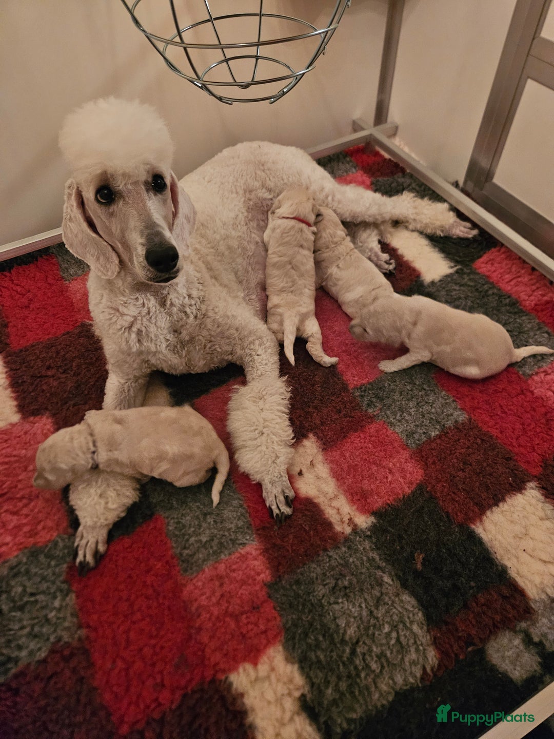 Poedel honden te koop: Konings poedel pups met FCI stamboom - Advertentie 1