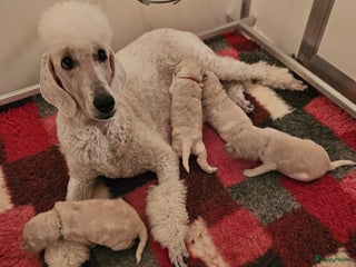 Poedel honden Konings poedel pups met FCI stamboom - Advertentie 2