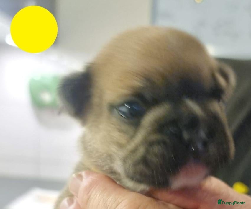Franse Bulldog honden Fr bulldog puppy's met stamboom geteste ouders  - Advertentie 2