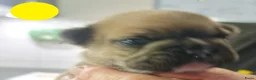 Franse Bulldog honden te koop: Fr bulldog puppy's met stamboom geteste ouders  - Advertentie 2
