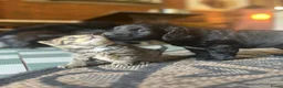 Kruising honden te koop: Kr .engelsecockerspaniel pups  - Advertentie 11