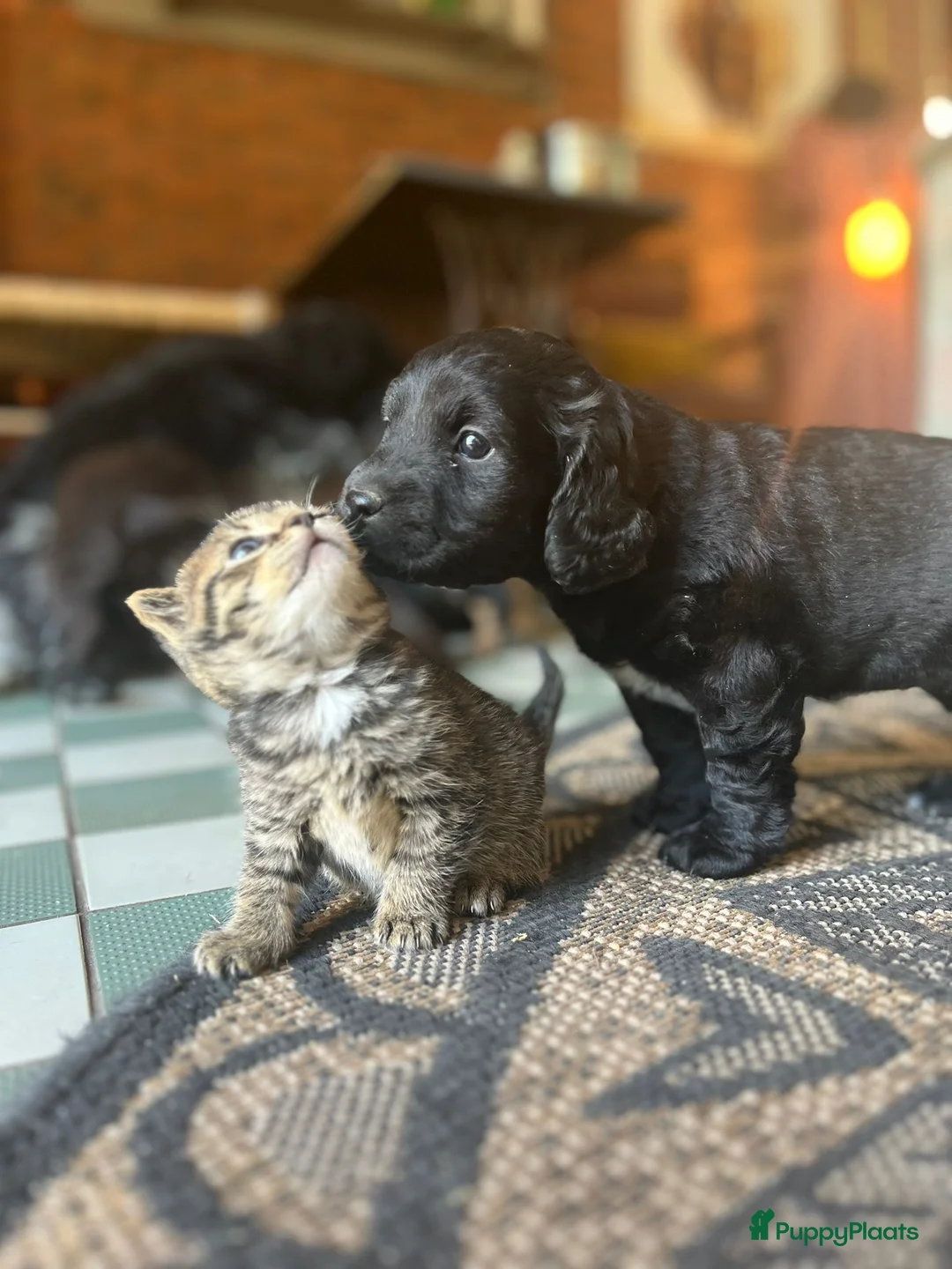 Kruising honden te koop: Kr .engelsecockerspaniel pups  - Advertentie 11