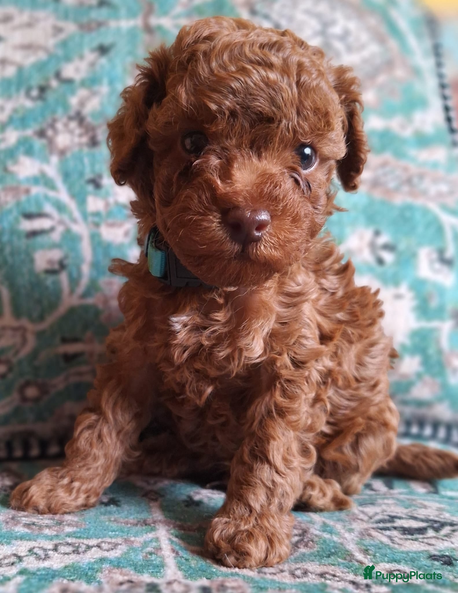 Poedel Toy honden Mooie Raszuivere toypoedel Broertjes  - Advertentie 1