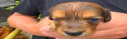 Teckel (langhaar) honden te koop: Dwerg teckel langhaar  - Advertentie 9