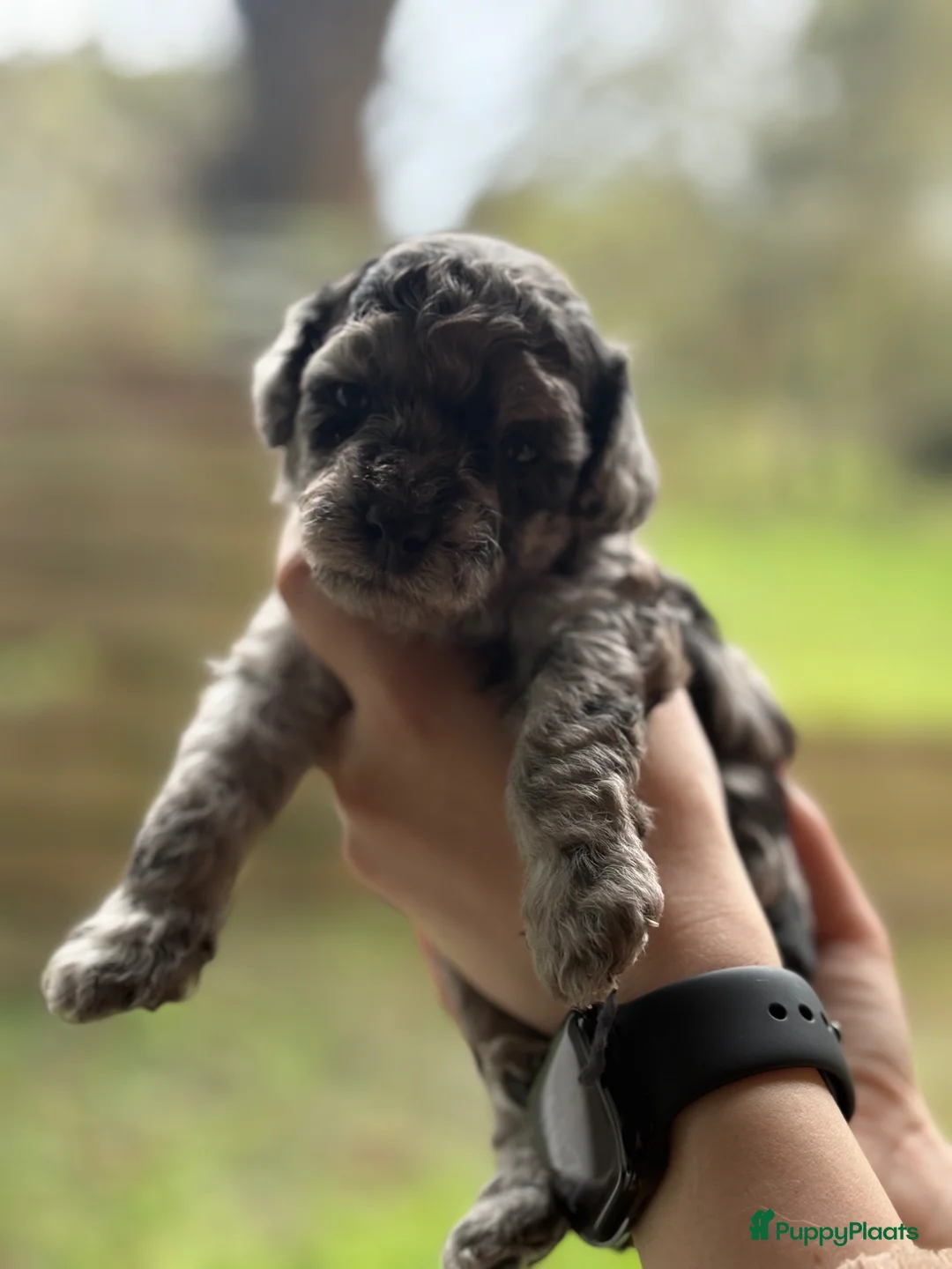 Dwergpoedel honden te koop: Dwergpoedel pups - Advertentie 2