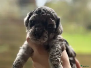 Dwergpoedel honden Dwergpoedel pups - Advertentie 2