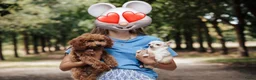 Labradoodle honden te koop: Inschrijving geopend!! Prachtige Toypoedels - Advertentie 4