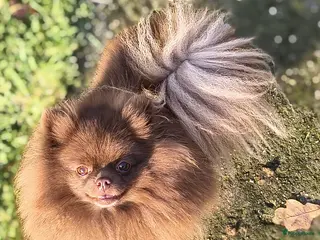 Pomeriaan honden Pomeranian pups - Advertentie 18