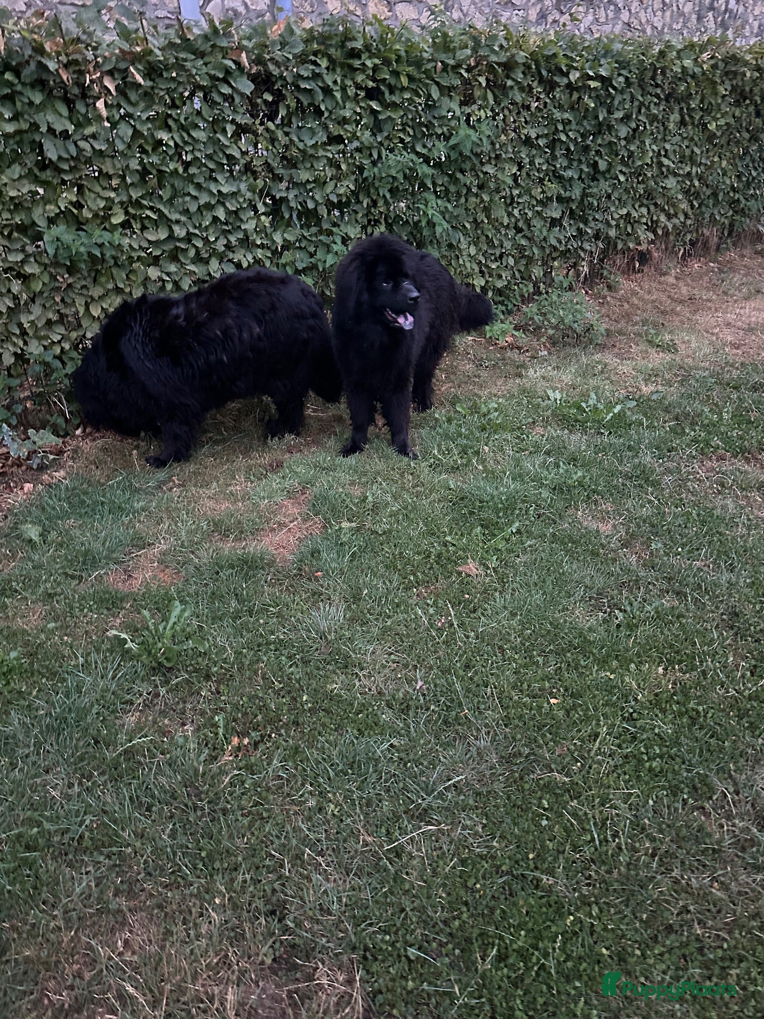 Newfoundlander honden New foundlander teef - Advertentie 23