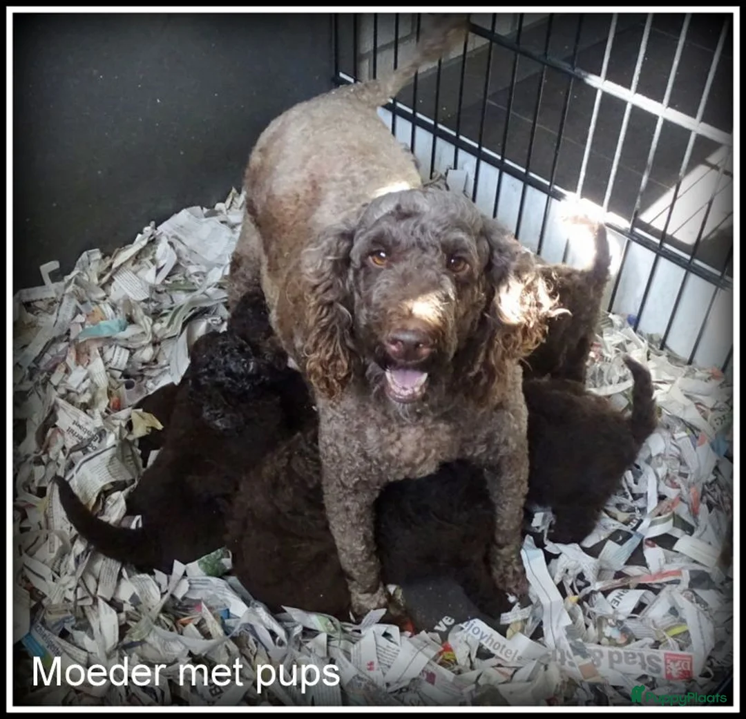 Labradoodle honden te koop: Labradoodle  €700,00 prijs verlaagd ivm vakantie - Advertentie 14