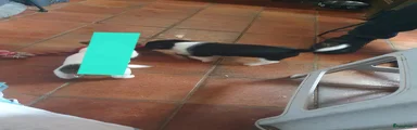 Jack Russel Terriër Puppy 4