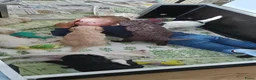 Kruising honden te koop: Wit medium doodle teefje!! - Advertentie 11