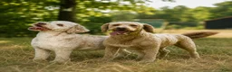 Kruising honden te koop: Multigen Bernedoodle Medium pups beschikbaar - Advertentie 3