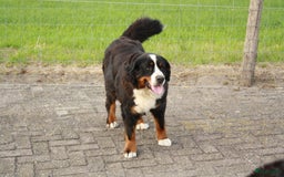 Berner Sennenhond honden te koop: pup met stamboom in Achterveld - Afbeelding 4