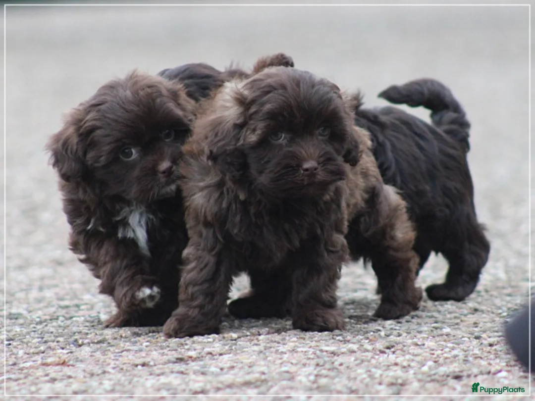 Kruising honden te koop: Knappe Mini doodle pups. - Advertentie 18