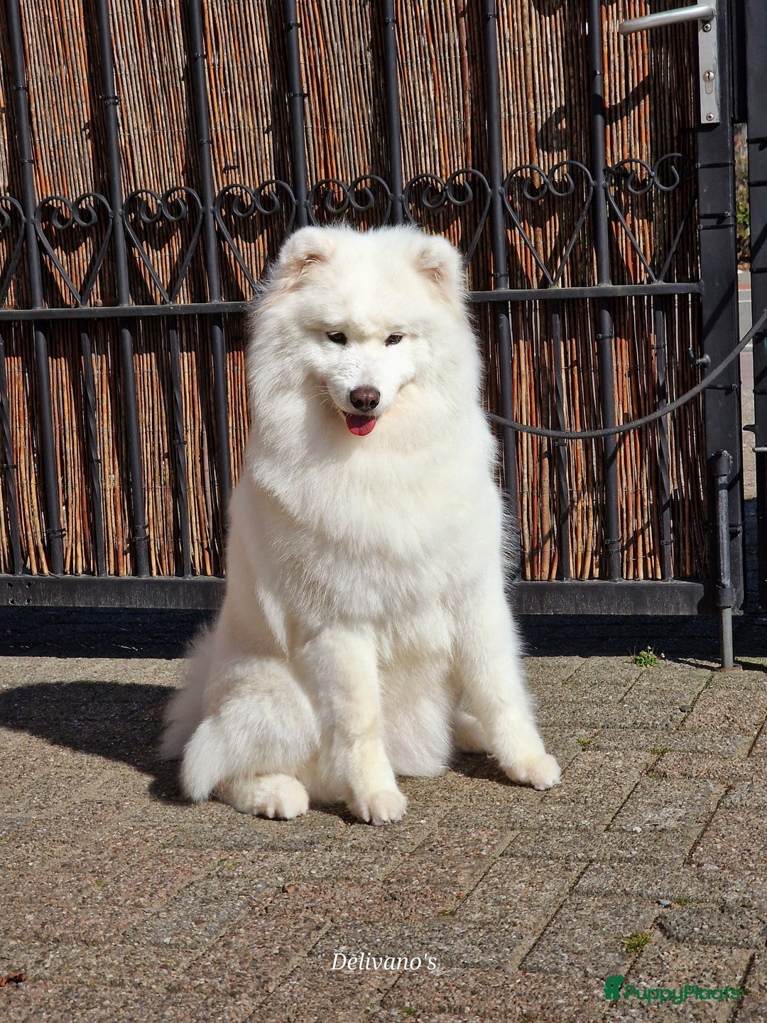 Samojeed honden te koop: Lief Samojeed meisje beschikbaar  - Advertentie 7