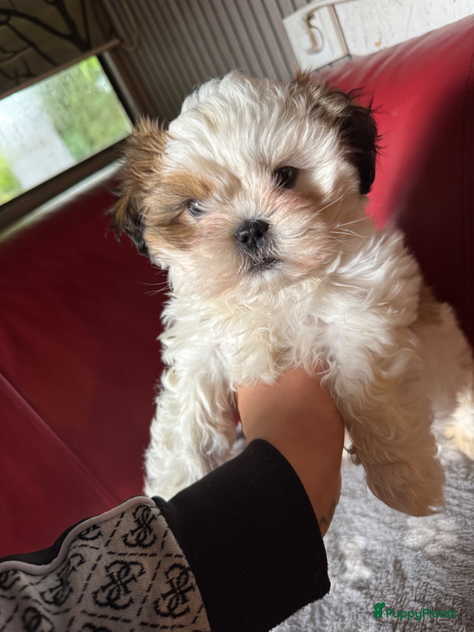 Shih Tzu honden te koop: Een 9 weken oude raszuivere Shih Tzu-puppy zoekt  - Advertentie 1
