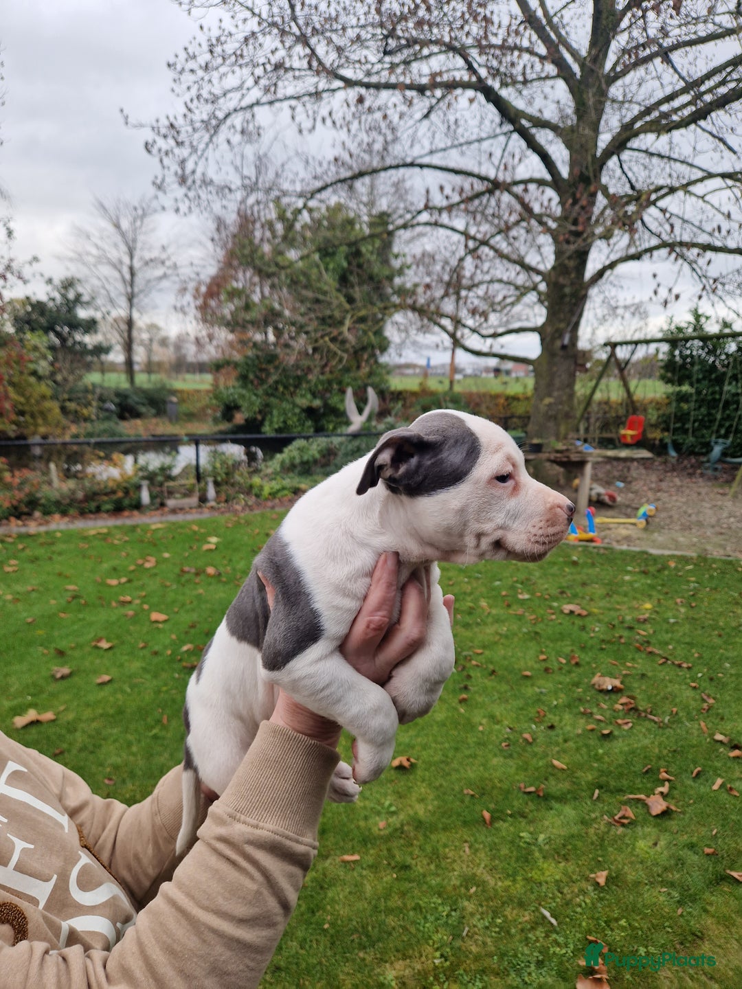 American Staffordshire Terriër honden te koop: mooie stafford pups - Advertentie 11