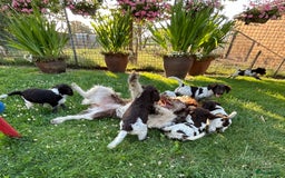 Heidewachtel honden te koop: Prachtige HeideDoodle pups in Mierlo - Afbeelding 9