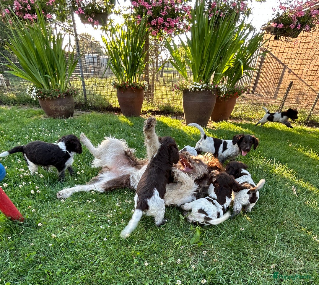 Heidewachtel honden te koop: Prachtige HeideDoodle pups in Mierlo - Afbeelding 9