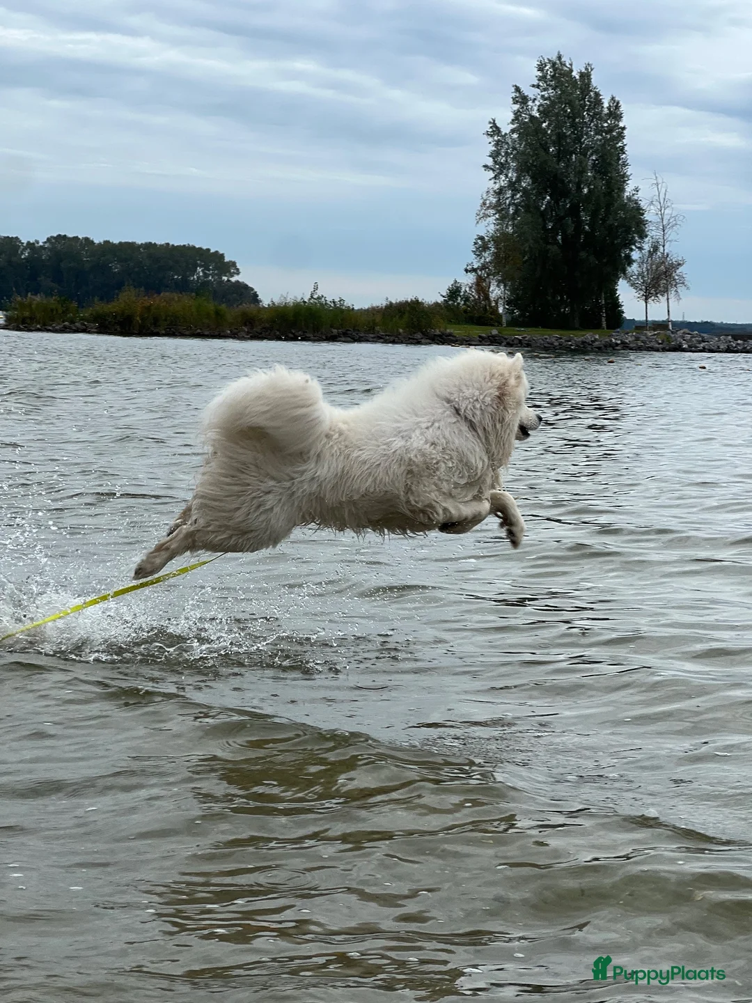 Samojeed honden te koop: Samojeed reu zoekt gouden mandje  - Advertentie 2