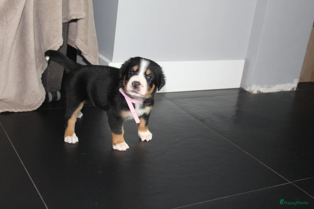 Grote Zwitserse Sennenhond honden te koop: Super leuke grote Zwitserse Sennen pups - Advertentie 24