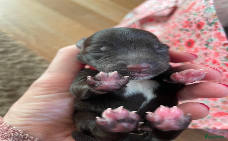 Dwergschnauzer honden - Advertentie 9