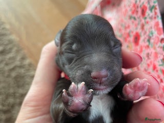 Dwergschnauzer honden Zeldzame liver dwergschnautzertjes met stamboom - Advertentie 2