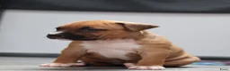 American Staffordshire Terriër honden te koop: Prachtige nestje amstaff pups - Advertentie 25