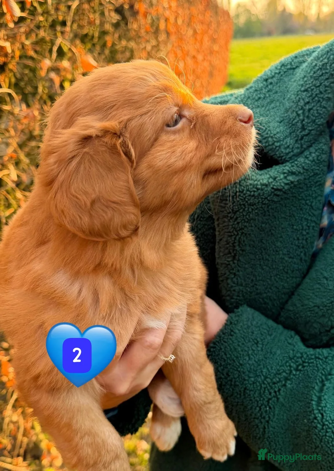 Nova Scotia Duck Tolling Retriever honden te koop: Nova Scotia Duck Tolling retriever pups Toller pup - Advertentie 17