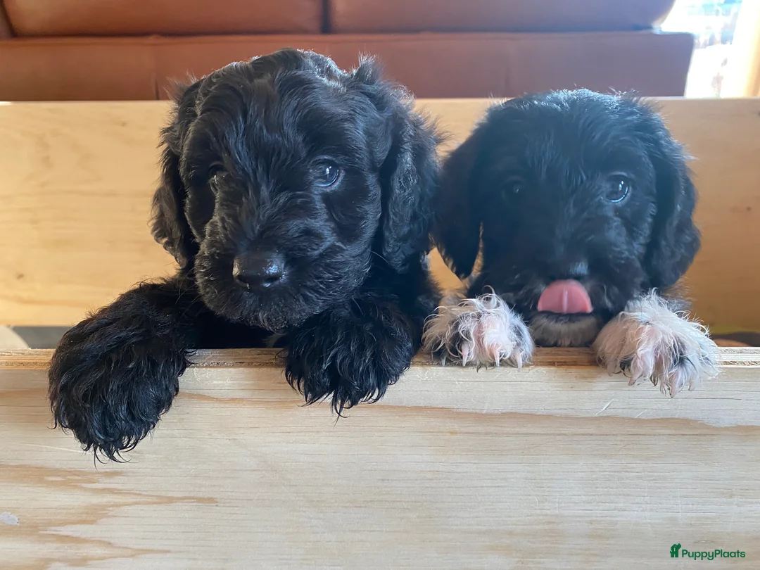 Kruising honden te koop: 2 lieve Franse waterhond,Barbet /Terriër pups  - Advertentie 2