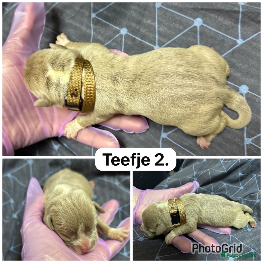 Amerikaanse Bully honden te koop: Amerikaanse bully xl  - Advertentie 9