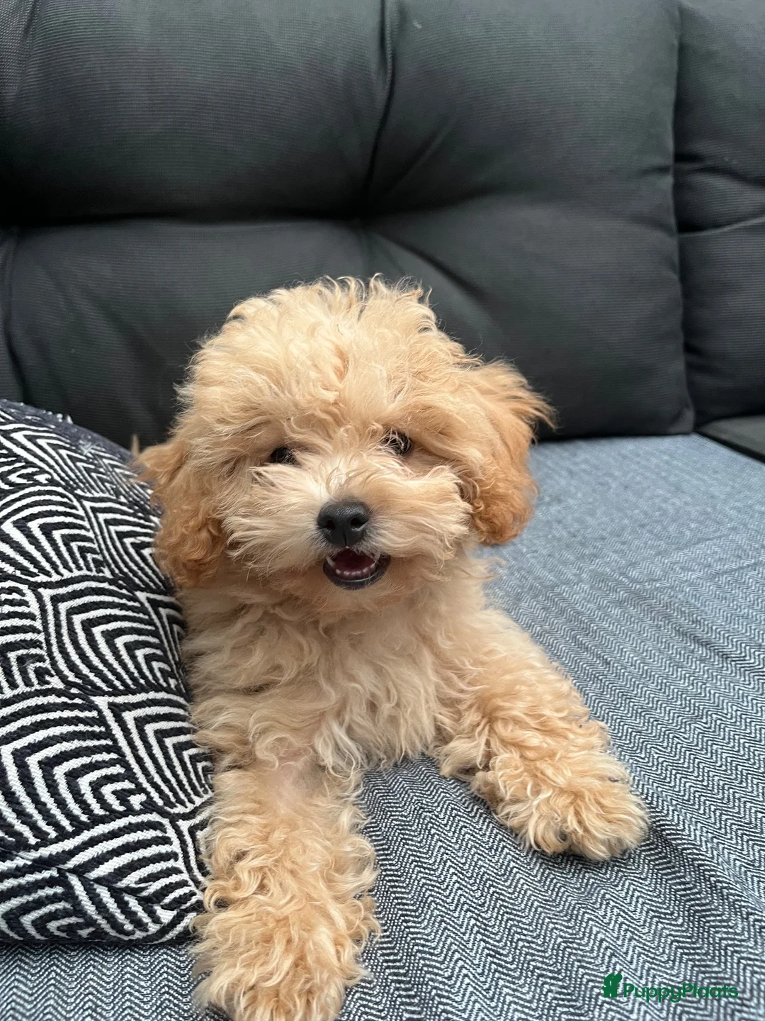 Poedel Toy honden te koop: Kleine poedel teefje in Huizen - Advertentie 1