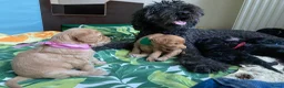 Australian Labradoodle honden te koop: Prachtige Australiën Labradoodle pup💗 - Advertentie 2