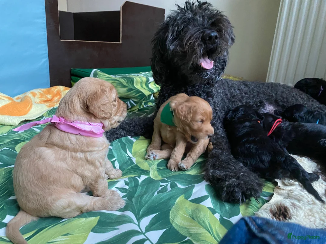Australian Labradoodle honden te koop: Prachtige Australiën Labradoodle pup💗 - Advertentie 2