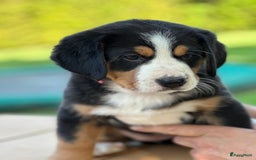 Kruising honden te koop: Berner Sennen x Zwitserse Sennen pups - Afbeelding 23