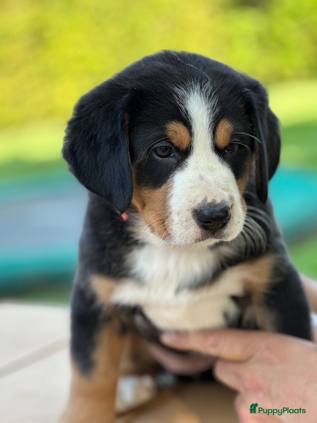 Kruising honden te koop: Berner Sennen x Zwitserse Sennen pups - Afbeelding 23