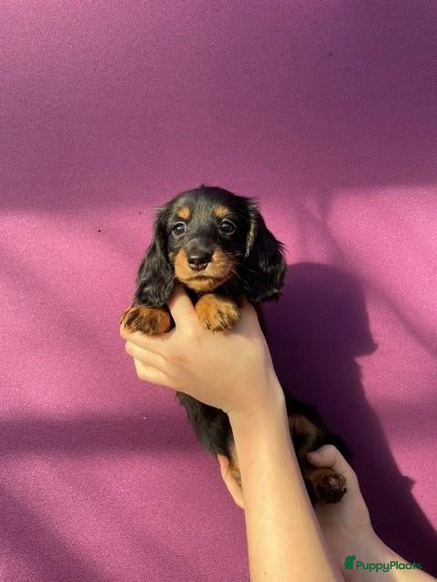Teckel (langhaar) honden Super leuke stoere teckelpup - Advertentie 2