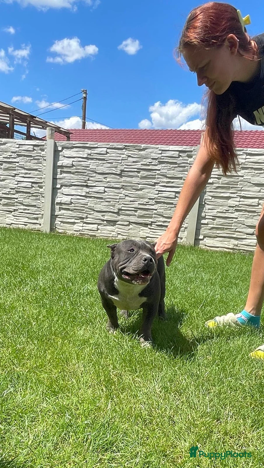 Amerikaanse Bully honden te koop: Blauwe Amerikaanse Bully Pocket teef - Advertentie 2